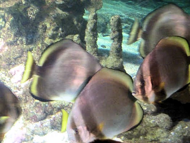 Korallenfische