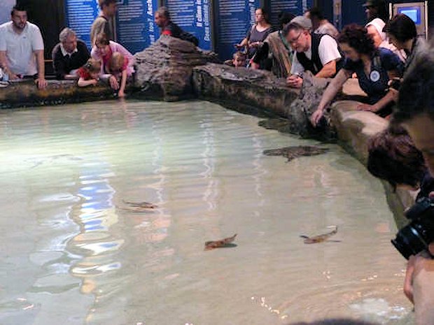 Das taktile Becken des Aquariums