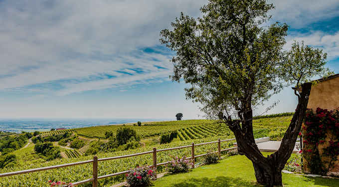 Die Weinberge der Tenuta Sant Antonio