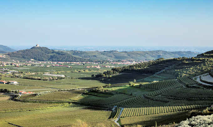 Die Weinberge der Kellerei Santi