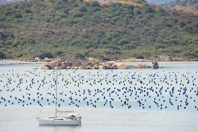 Die Muschelzucht in der Bucht von Olbia