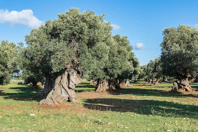 Ein Olivenhain in der Gegend von Ostuni