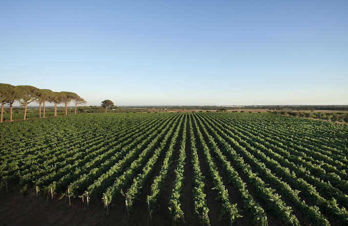 Ein Weinanbaugebiet im Salento