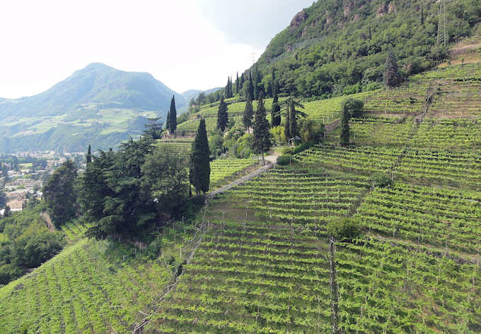 Weinberge bei Bozen